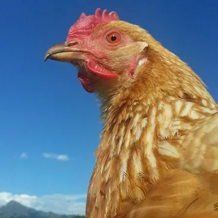 شقة Hof Obertann *