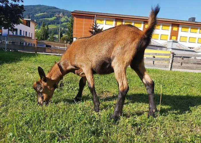 Hof Obertann キルヒベルク・イン・チロル
