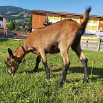 Hof Obertann Kirchberg in Tirol