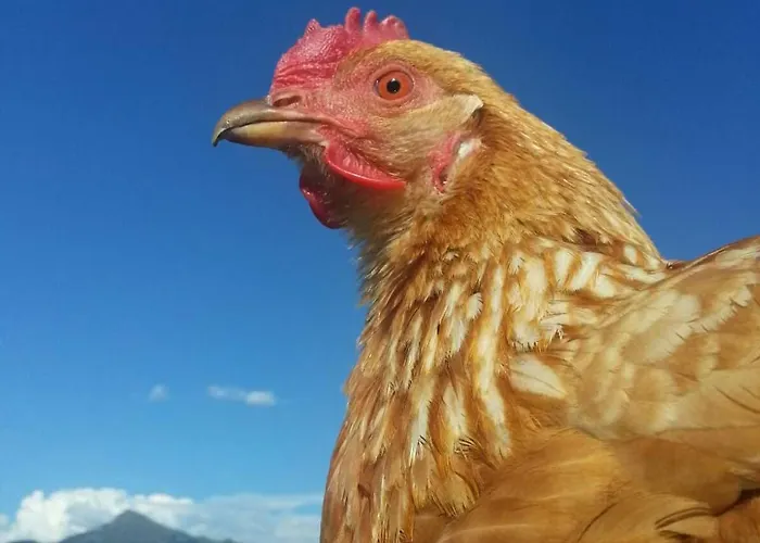 Apartman Hof Obertann *